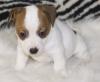 Puppies for sale Germany, Nuremberg Jack Russell Terrier