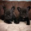 Puppies for sale Austria, Vienna French Bulldog