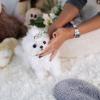 Puppies for sale Sweden, Goteborg Maltese