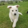 Puppies for sale France, Paris German Shepherd Dog