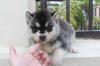 Puppies for sale Germany, Nuremberg Haski