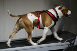 Дрессировка терьеров, основные команды, используемые для дрессировки собаки