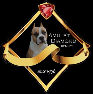Amulet Diamond. Американский стаффордширский терьер