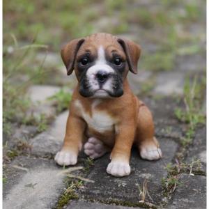 boxer puppies available
