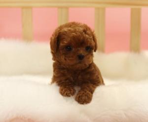 Toy Maltipoo Puppies Available. 