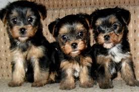 Teacup Yorkshire Puppies Available. Yorkshire Terrier