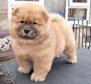 chow chow pups. 