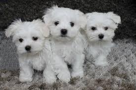 Maltese Puppies Available. Maltese, Maltese, Maltese