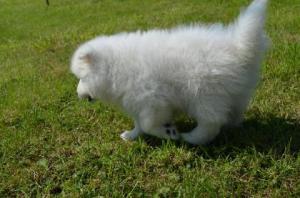 Samoyed Puppies for Adoption. 