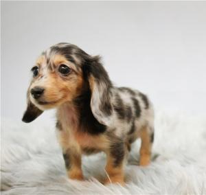 Mini-Dachshund Puppies Available. Dachshund