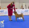 Питомник собак Шар-пей щенки от Чемпиона Мира 2016. 