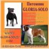 Питомник собак GLoria-Solo 