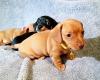 Pet shop miniature Dachshund puppy Ready 