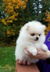 Dog breeders, dog kennels Pure Breed Mini Pomeranian puppies 