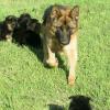 Питомник собак AKC And CKC puppies  Available 