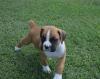 Питомник собак Cute Male and Female BOXER puppies available 