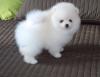 Pet shop Registered/registerable male and female pomeranian puppies 