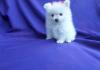 Dog breeders, dog kennels Two Teacup Pomeranian Puppies Needs a New Family 