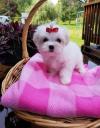Dog breeders, dog kennels Two Teacup Maltese Puppies Needs a New Family 