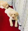 Питомник собак Available Labrador Retriever Pups For adoption 