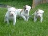 Питомник собак American Pit-Bull Terrier Puppies 