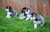 Pet shop Toy Pomsky Puppies Available 