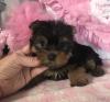 Dog breeders, dog kennels Cute Male and Female Yorkie puppies 
