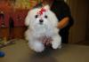 Dog breeders, dog kennels Cute Male and Female Maltese puppies 