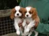 Pet shop Toy Cavalier King Charles Spaniel Puppies 