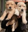 Pet shop Golden Retriever puppies 