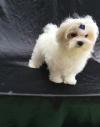 Pet shop Cute Male and Female Maltese puppies 