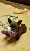 Pet shop Available French Bulldog Pups For adoption 