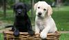 Pet shop Cute Labrador Retriever puppies 