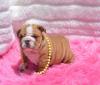 Dog breeders, dog kennels Available English Bulldog puppies For adoption 