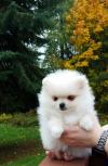 Dog breeders, dog kennels Available Pomeranian Pups For adoption 