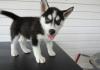 Dog breeders, dog kennels Available Siberian Husky Pups For adoption 
