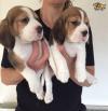 Pet shop Available Beagle Pups For adoption Adorable 