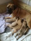 Зоомагазин Available Bullmastiff Pups For adoption Нижний Новгород