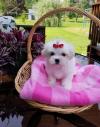 Dog clubs Cute Male and Female Maltese puppies 