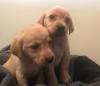 Pet shop Available Labrador Retriever Pups For adoption 