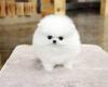 Dog breeders, dog kennels Teacup Pomeranian Puppies available 
