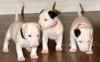 Pet shop Bull Terrier Puppies Available 