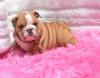 Питомник собак Available English Bulldog puppies For adoption 