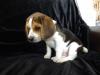 Dog breeders, dog kennels Available Beagle Pups For adoption Adorable 