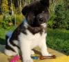 Зоомагазин Available Akita Pups For adoption Adorable Московская область
