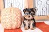Pet shop Healthy Teacup/Miniature Yorkshires Terrier Puppies available 