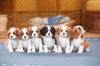 Pet shop Cavalier King Charles Spaniel Puppies available 