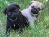 Pet shop male and female pug puppies 