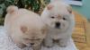 Pet shop Adorable Chow Chow Puppies available 