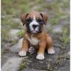 Dog breeders, dog kennels Cute Male and Female BOXER puppies available 